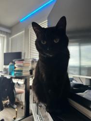 Lost Female Cat last seen Dexter and Wheeler, Seattle, WA 98109