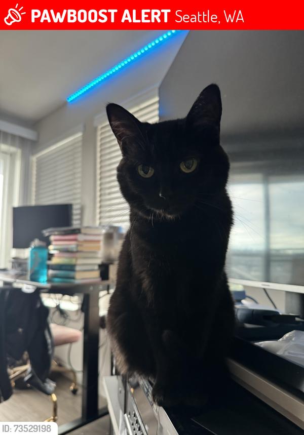 Lost Female Cat last seen Dexter and Wheeler, Seattle, WA 98109