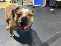 Found/Stray Male Dog last seen Fletcher pkwy, El Cajon, CA 92020