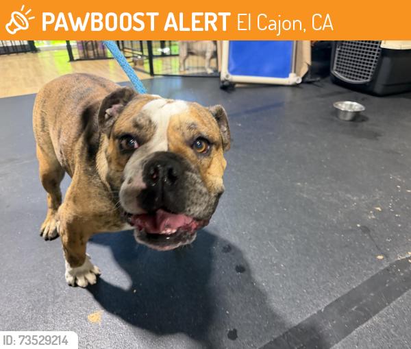 Found/Stray Male Dog last seen Fletcher pkwy, El Cajon, CA 92020