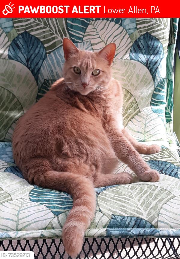 Lost Female Cat last seen Intersection of Colgate and Citadel, Lower Allen, PA 17011