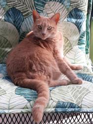 Lost Female Cat last seen Intersection of Colgate and Citadel, Lower Allen, PA 17011