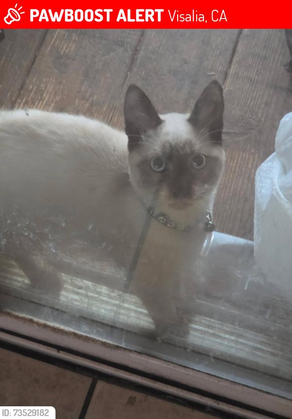Lost Male Cat last seen Monte Vista Ave and Terrace St, Visalia, CA 93277