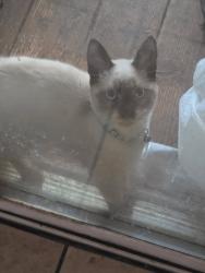 Lost Male Cat last seen Monte Vista Ave and Terrace St, Visalia, CA 93277