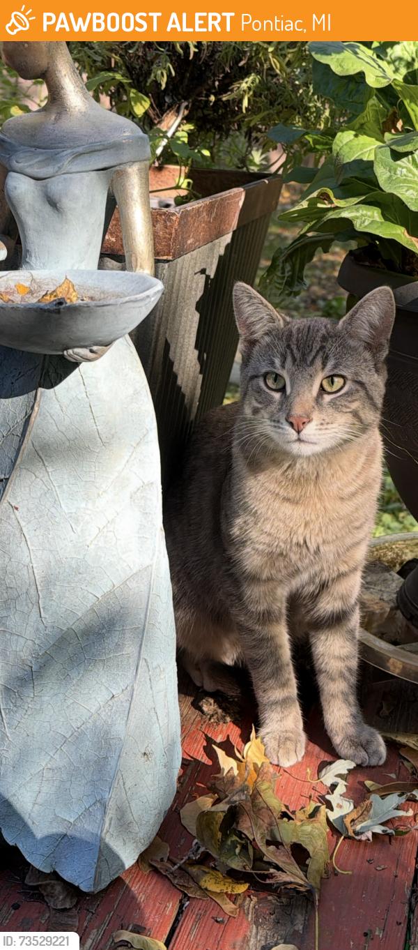 Found/Stray Male Cat last seen Chippewa and Miami in Pontiac, Pontiac, MI 48341