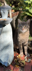 Found/Stray Male Cat last seen Chippewa and Miami in Pontiac, Pontiac, MI 48341