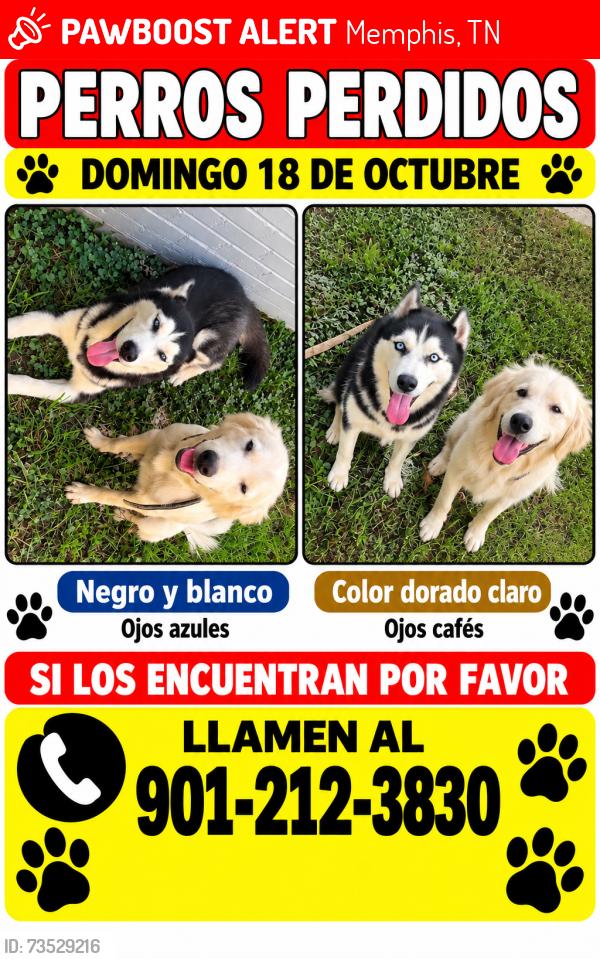 Lost Female Dog last seen Memphis tn 38122, Memphis, TN 38122