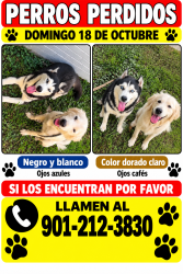 Lost Female Dog last seen Memphis tn 38122, Memphis, TN 38122