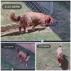 Found/Stray Unknown Dog last seen Ledgestone Dr., Killeen, TX 76549