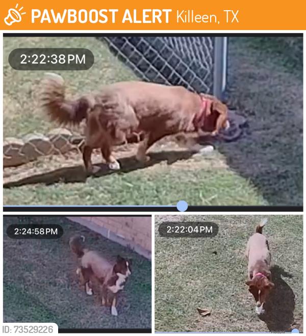 Found/Stray Unknown Dog last seen Ledgestone Dr., Killeen, TX 76549