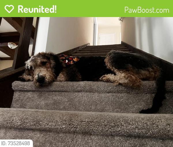 Reunited Female Dog last seen 77th & 71st, Tulsa, OK 74133