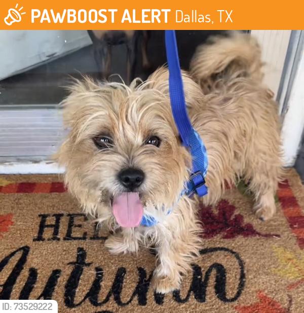 Found/Stray Male Dog last seen Kiest Park, Dallas, TX 75224