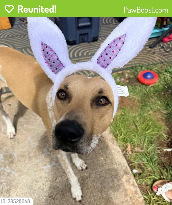 Reunited Female Dog last seen English oaks circle, cville, 22911, Hollymead, VA 22911