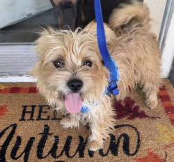 Found/Stray Male Dog last seen Kiest Park, Dallas, TX 75224