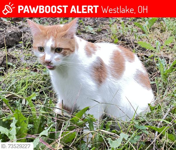 Lost Female Cat last seen Bassett rd and Detroit rd, Westlake, OH 44145