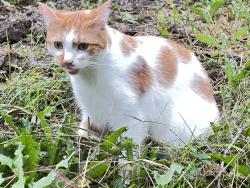Lost Female Cat last seen Bassett rd and Detroit rd, Westlake, OH 44145