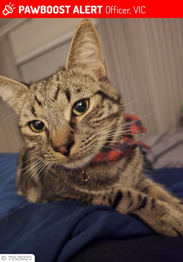 Lost Male Cat last seen Officer BP, Officer, VIC 3809