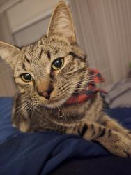 Lost Male Cat last seen Officer BP, Officer, VIC 3809