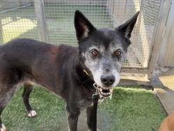 Shelter Stray Male Dog last seen , West Valley Animal Shelter, 20655 Plummer St, Chatsworth, CA 91311, USA