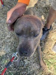 Shelter Stray Male Dog last seen Near BLOCK N ASH AVE, WICHITA KS 67214, 3303 N Hillside St, Wichita, KS 67219, USA