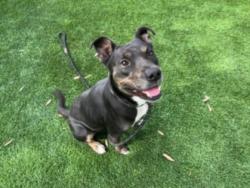 Shelter Stray Female Dog last seen , West Valley Animal Shelter, 20655 Plummer St, Chatsworth, CA 91311, USA