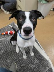 Shelter Stray Male Dog last seen OFALLON, 4850 Mid Rivers Mall Dr, St Peters, MO 63376, USA