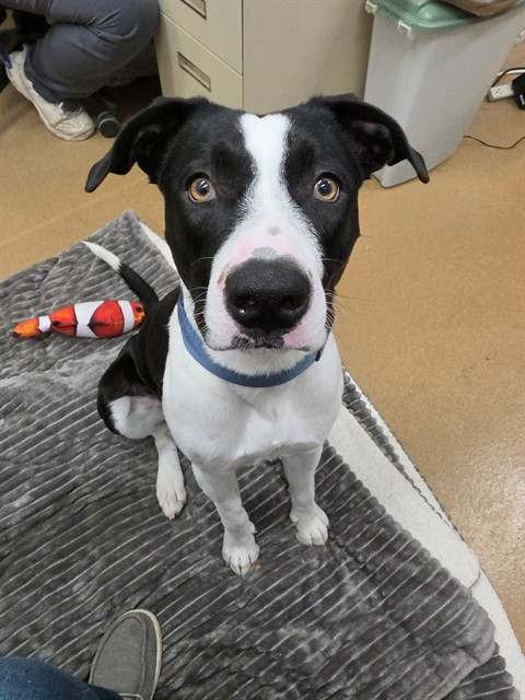 Shelter Stray Male Dog last seen OFALLON, 4850 Mid Rivers Mall Dr, St Peters, MO 63376, USA