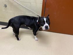 Shelter Stray Female Dog last seen Near BLOCK W LINCOLN AVE, 3839 W Burnham St, West Milwaukee, WI 53215, USA