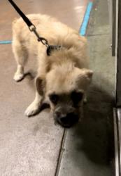 Shelter Stray Male Dog last seen , 14409 Vanowen St, Van Nuys, CA 91405, USA