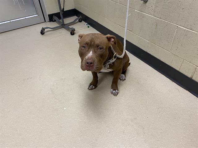 Shelter Stray Female Dog last seen Near BLOCK W LINCOLN AVE, 3839 W Burnham St, West Milwaukee, WI 53215, USA