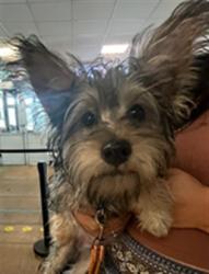 Shelter Stray Male Dog last seen , 14409 Vanowen St, Van Nuys, CA 91405, USA