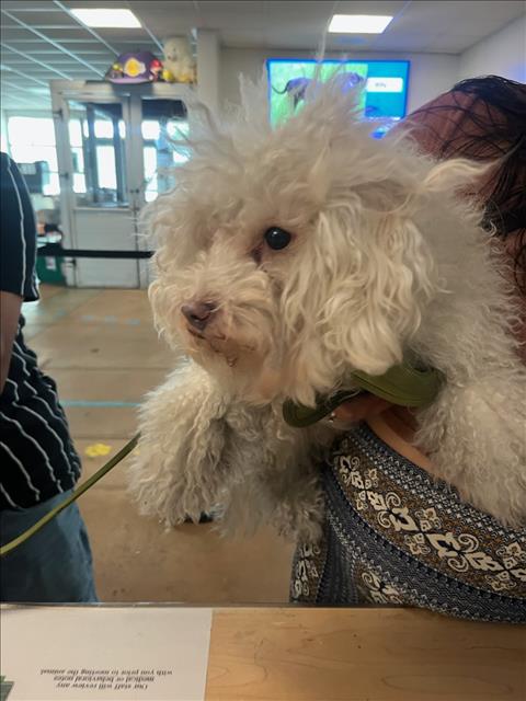 Shelter Stray Male Dog last seen , 14409 Vanowen St, Van Nuys, CA 91405, USA