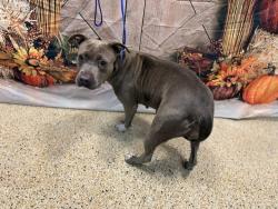 Shelter Stray Female Dog last seen Near BLOCK NW 140TH TER, 3599 NW 79th Ave, Doral, FL 33122, USA