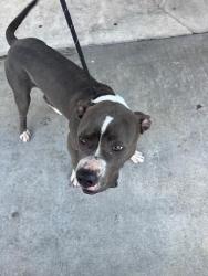 Shelter Stray Male Dog last seen Near BLOCK SW 170TH TER, 3599 NW 79th Ave, Doral, FL 33122, USA