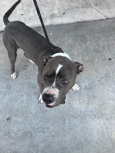 Shelter Stray Male Dog last seen Near BLOCK SW 170TH TER, 3599 NW 79th Ave, Doral, FL 33122, USA