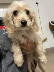 Shelter Stray Male Dog last seen GARIN AVE, 16 Barnes Ct, Hayward, CA 94544, USA