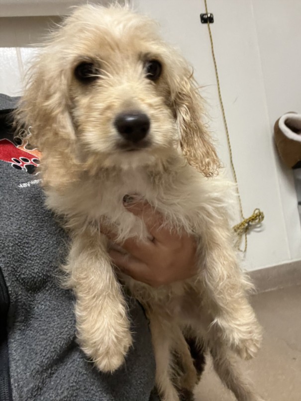 Shelter Stray Male Dog last seen GARIN AVE, 16 Barnes Ct, Hayward, CA 94544, USA