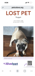 Lost Male Dog last seen Near flts Apts, Austin’s Roofing Company, Austin, TX 78704