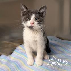 Shelter Stray Male Cat last seen SAND CANYON/ALTON PKWY, 6443 Oak Canyon, Irvine, CA 92618, USA