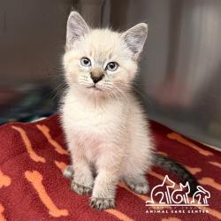 Shelter Stray Male Cat last seen SAND CANYON/ALTON PKWY, 6443 Oak Canyon, Irvine, CA 92618, USA
