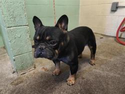 Shelter Stray Male Dog last seen FOLSOM BLVD & FLORIN PERKINS RD, 2127 Front St, Sacramento, CA 95818, USA