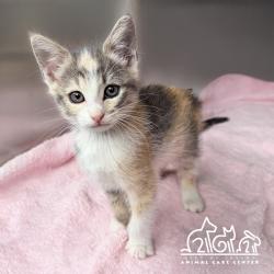 Shelter Stray Female Cat last seen SAND CANYON/ALTON PKWY, 6443 Oak Canyon, Irvine, CA 92618, USA