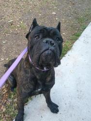 Shelter Stray Male Dog last seen MAGNET/BOSQUE, 92618, 6443 Oak Canyon, Irvine, CA 92618, USA