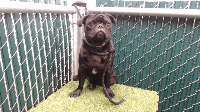 Shelter Stray Male Dog last seen , 11258 Garfield Ave, Downey, CA 90242, USA