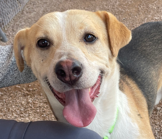 Shelter Stray Male Dog last seen , 4000 N Silverbell Rd, Tucson, AZ 85745, USA