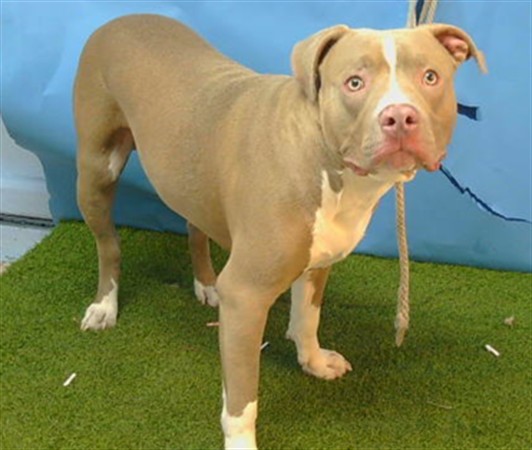 Shelter Stray Male Dog last seen , 216 W Victoria St, Gardena, CA 90248, USA