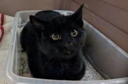 Shelter Stray Male Cat last seen Near BLOCK S 180TH ST, KENT WA 98032, 21615 64th Ave S, Kent, WA 98032, USA