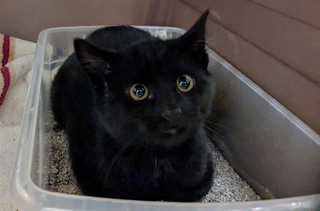 Shelter Stray Male Cat last seen Near BLOCK S 180TH ST, KENT WA 98032, 21615 64th Ave S, Kent, WA 98032, USA