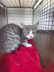 Shelter Stray Male Cat last seen Near BLOCK E BRUNDAGE LN ,BAKERSFIELD CA, 201 S Mt Vernon Ave, Bakersfield, CA 93307, USA