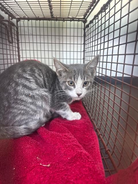 Shelter Stray Male Cat last seen Near BLOCK E BRUNDAGE LN ,BAKERSFIELD CA, 201 S Mt Vernon Ave, Bakersfield, CA 93307, USA